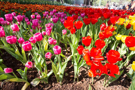 Fresh colorful tulips in warm sunlightのeditorial素材