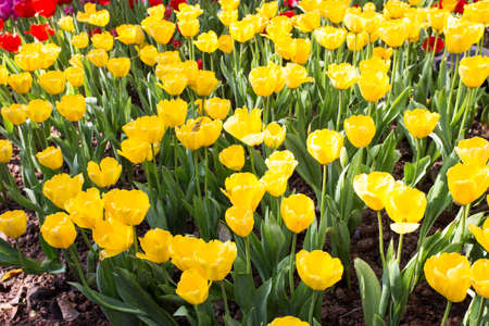Fresh colorful tulips in warm sunlightの写真素材