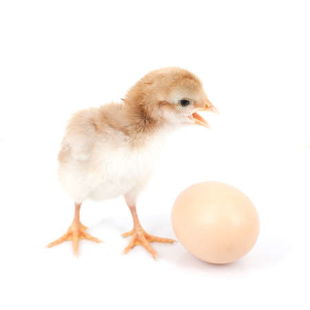 brown egg and chicken isolated on a white の写真素材