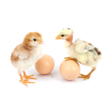 brown egg and chicken isolated on a white の写真素材