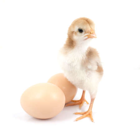 brown egg and chicken isolated on a white の写真素材