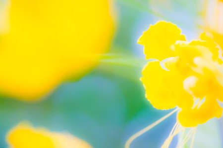 abstract  backgroundの写真素材