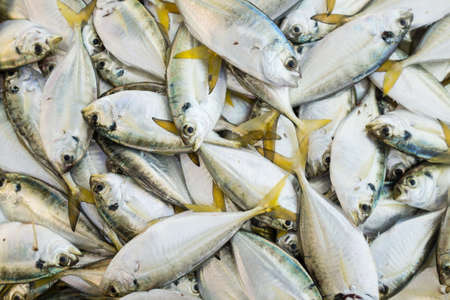 Fresh fish in the marketの写真素材