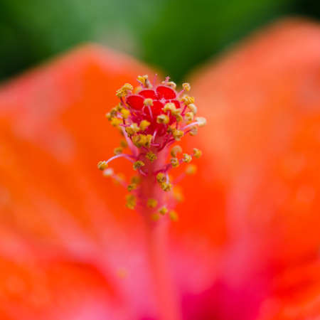 Beautiful flowers Macro Shotの写真素材