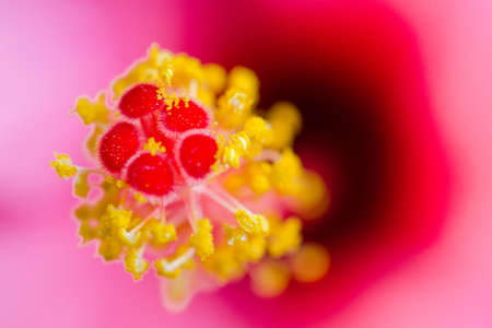 Beautiful flowers Macro Shotの写真素材