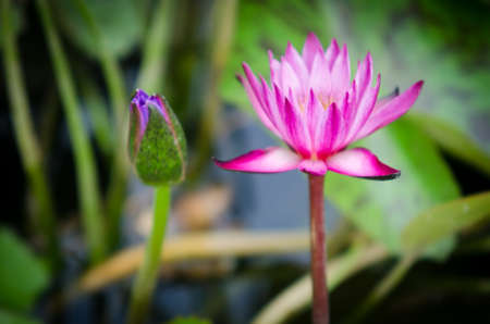 pink water lily blossom in the pond in the morningの写真素材
