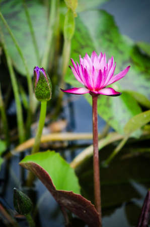 pink water lily blossom in the pond in the morningの写真素材