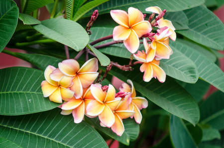 Plumeria. Beautiful pink inflorescence.の写真素材