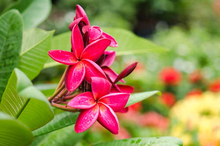 Beautiful flowers Macro Shotの写真素材