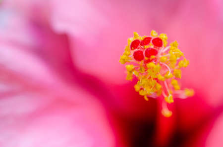 Beautiful flowers Macro Shotの写真素材