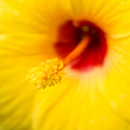 Beautiful flower Macro Shotの写真素材