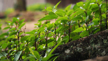 little green plant の写真素材