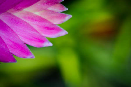 Bromeliad flowerの写真素材