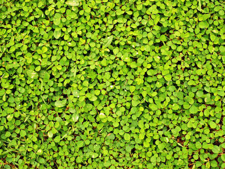 green grass backgroundの写真素材