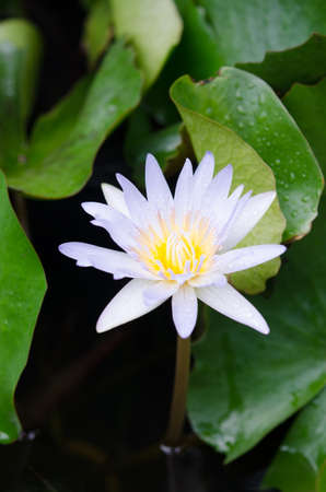 Closeup of a lotus blossomの写真素材