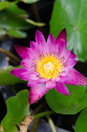 Closeup of a lotus blossomの写真素材