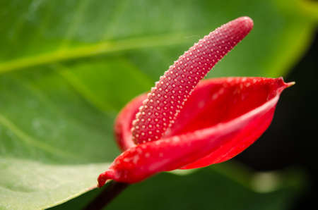flamingo lilyの写真素材