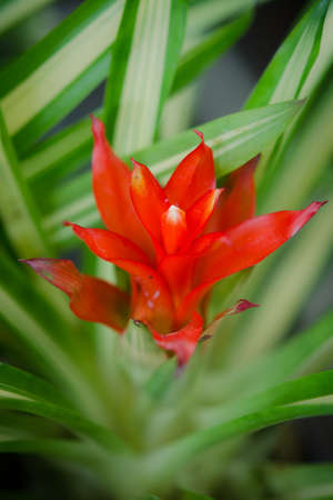 Bromeliad flowerの写真素材
