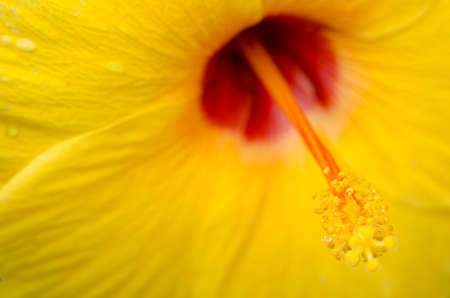 Beautiful flowers Macro Shotの写真素材