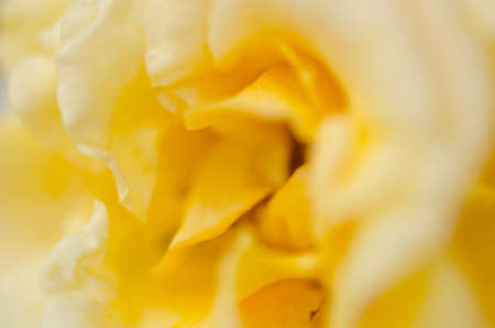 Beautiful flowers Macro Shotの写真素材
