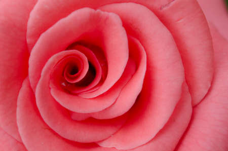 Beautiful flowers Macro Shotの写真素材