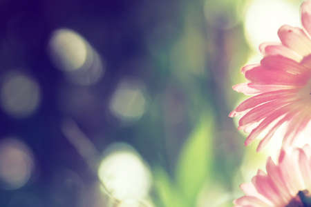 abstract background flower in vintage color toneの写真素材