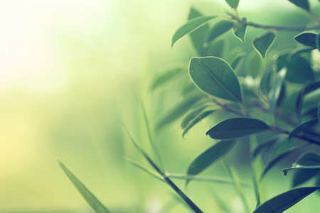 abstract background green leaf in vintage color tone