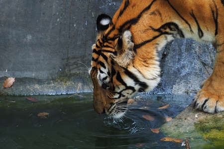 Tiger in the river