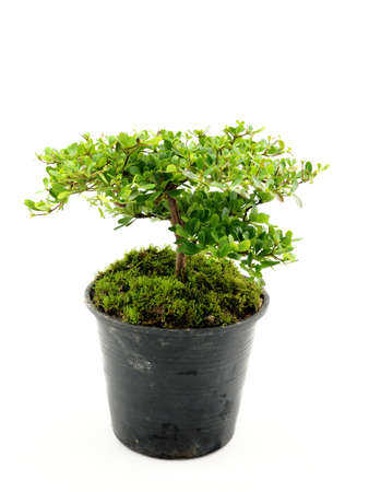 Small tree on white backgroundの写真素材