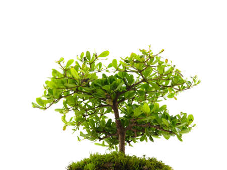 Small tree on white backgroundの写真素材