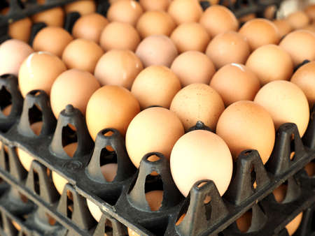 egg in the package selling on the marketの写真素材