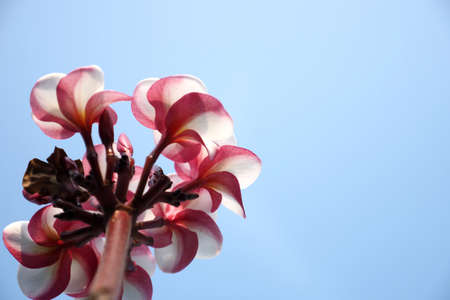 plumeria flower blue sky backgroundの写真素材