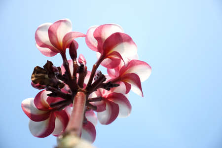 plumeria flower blue sky backgroundの写真素材