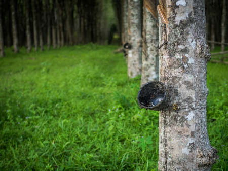 row of para rubber treeの写真素材