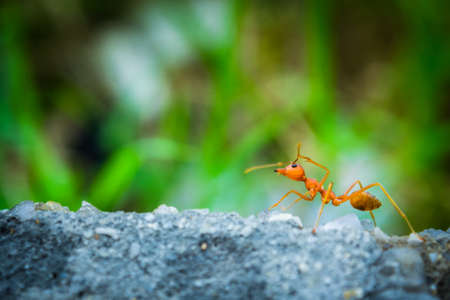 weaver ants in the forest green backgroundの写真素材
