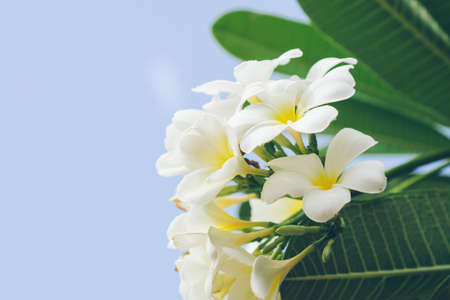 white , pink and yellow Plumeria spp. (frangipani flowers, Frangipani, Pagoda tree or Temple tree)の写真素材