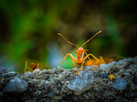 weaver ants in the forest green backgroundの写真素材