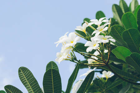 white , pink and yellow Plumeria spp. (frangipani flowers, Frangipani, Pagoda tree or Temple tree)の写真素材