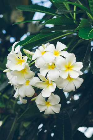white , pink and yellow Plumeria spp. (frangipani flowers, Frangipani, Pagoda tree or Temple tree)の写真素材