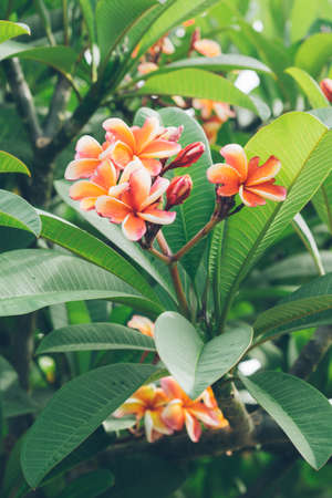 white , pink and yellow Plumeria spp. (frangipani flowers, Frangipani, Pagoda tree or Temple tree)の写真素材