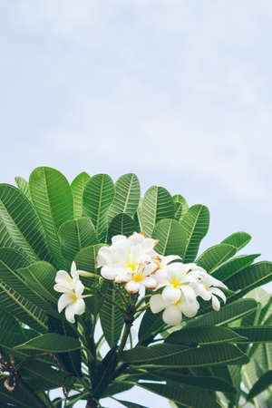white , pink and yellow Plumeria spp. (frangipani flowers, Frangipani, Pagoda tree or Temple tree)の写真素材