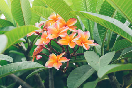 white , pink and yellow Plumeria spp. (frangipani flowers, Frangipani, Pagoda tree or Temple tree)の写真素材