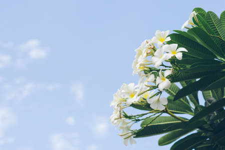 white , pink and yellow Plumeria spp. (frangipani flowers, Frangipani, Pagoda tree or Temple tree)の写真素材
