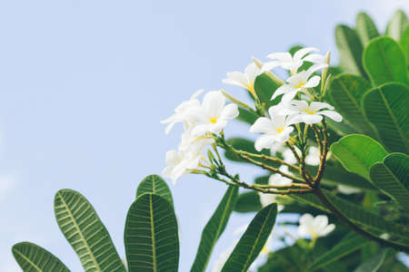 white , pink and yellow Plumeria spp. (frangipani flowers, Frangipani, Pagoda tree or Temple tree)の写真素材