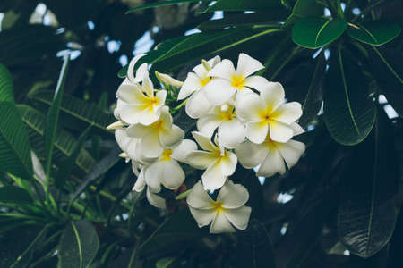 white , pink and yellow Plumeria spp. (frangipani flowers, Frangipani, Pagoda tree or Temple tree)の写真素材