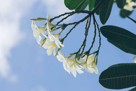 white , pink and yellow Plumeria spp. (frangipani flowers, Frangipani, Pagoda tree or Temple tree)の写真素材