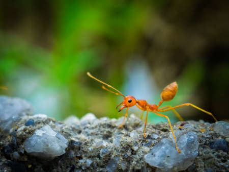 weaver ants in the forest green backgroundの写真素材