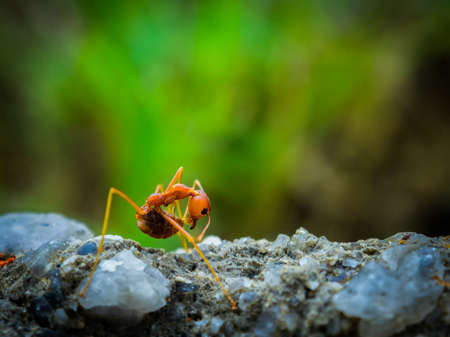weaver ants in the forest green backgroundの写真素材