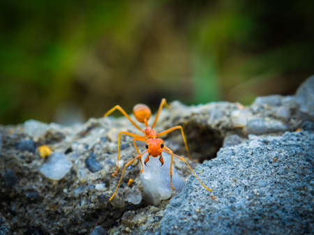 weaver ants in the forest green backgroundの写真素材
