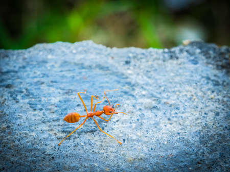 weaver ants in the forest green backgroundの写真素材